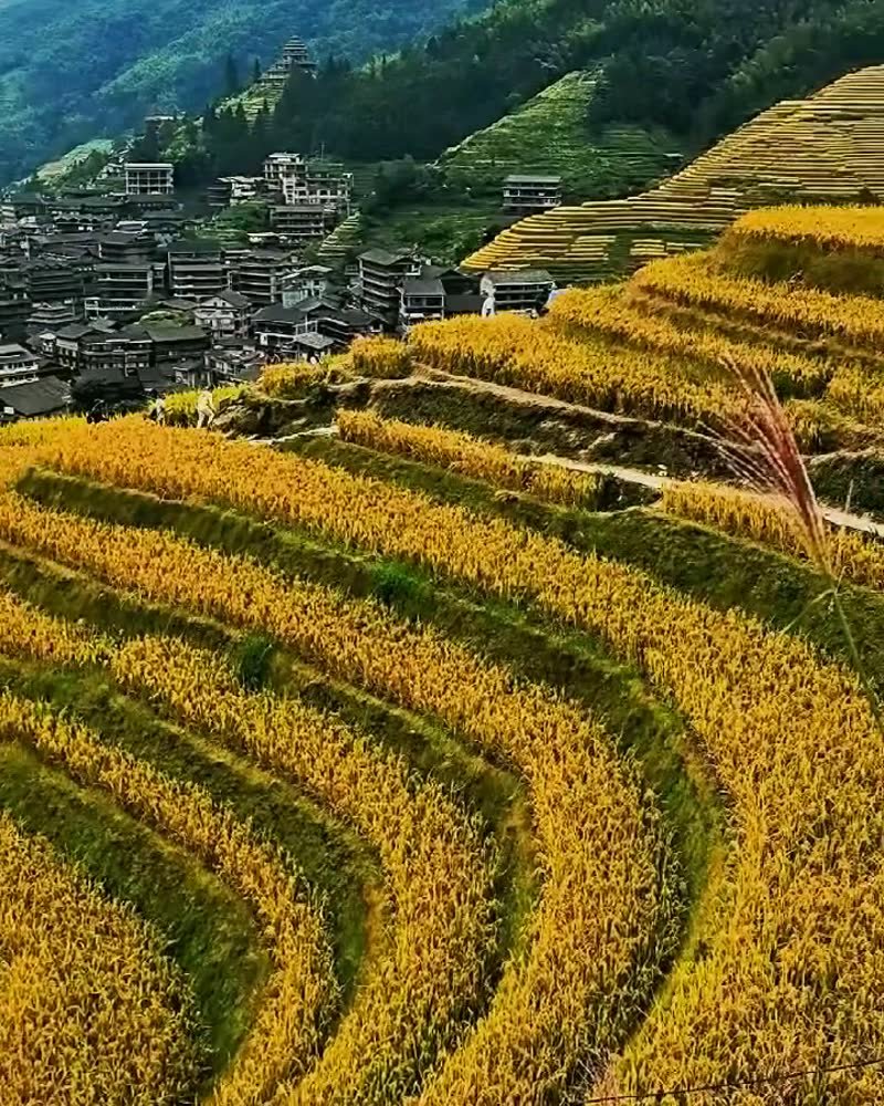 Longji terraces, day to night